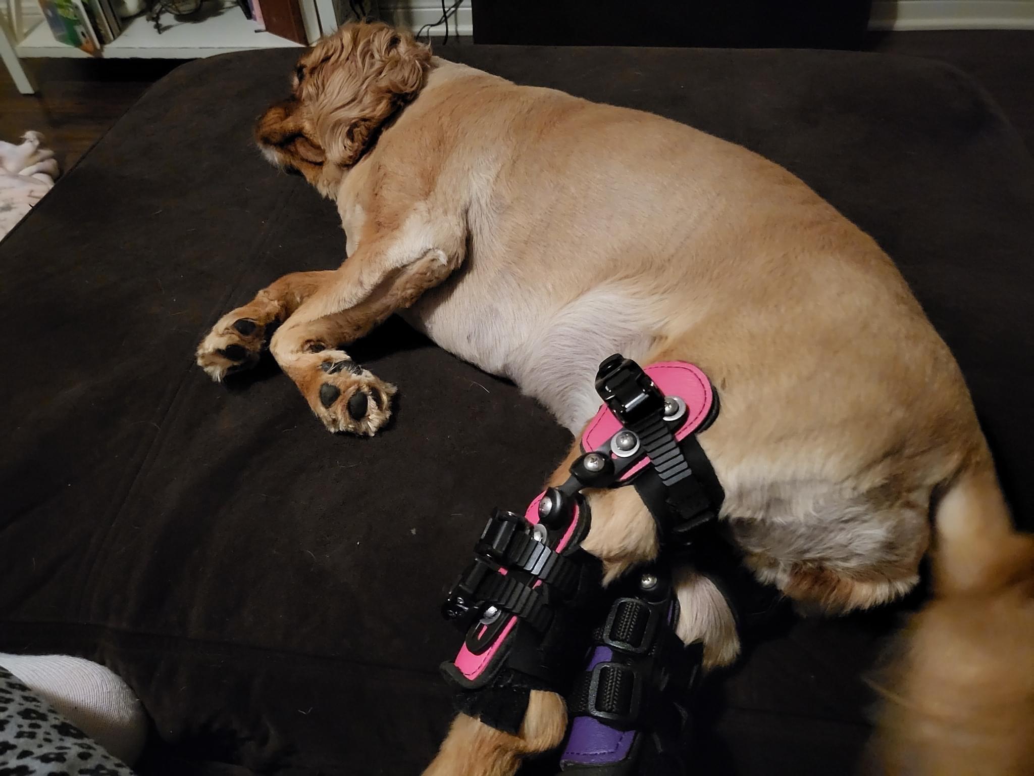 Patellar Luxation and Cartilage Erosion in Dogs